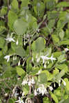 American snowbell